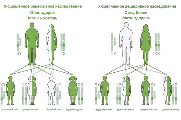Х-сцепленное наследование
