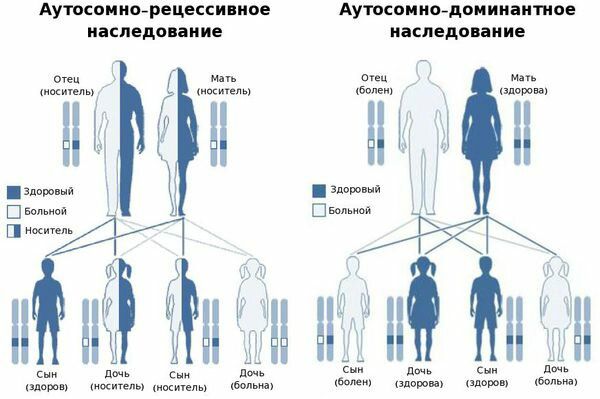 Аутосомно-рецессивное и аутосомно-доминантное наследование
