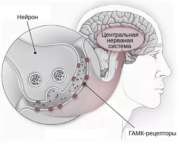ГАМК-рецепторы