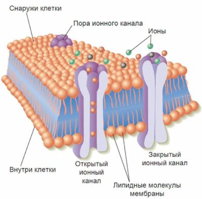 Строение нейрональной мембраны