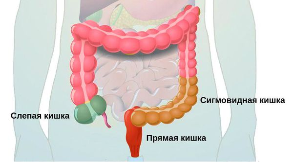Отделы кишечника