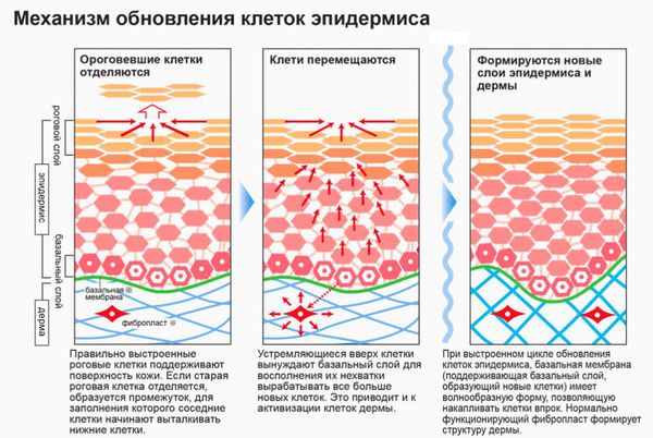 Обновление клеток эпидермиса