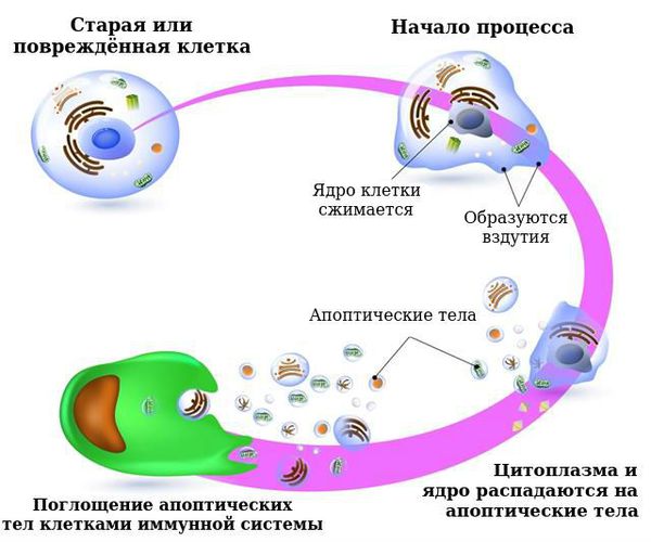Апоптоз
