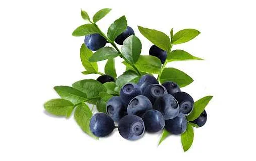 Черники обыкновенной плоды (bilberry fruit) описание - полезные .