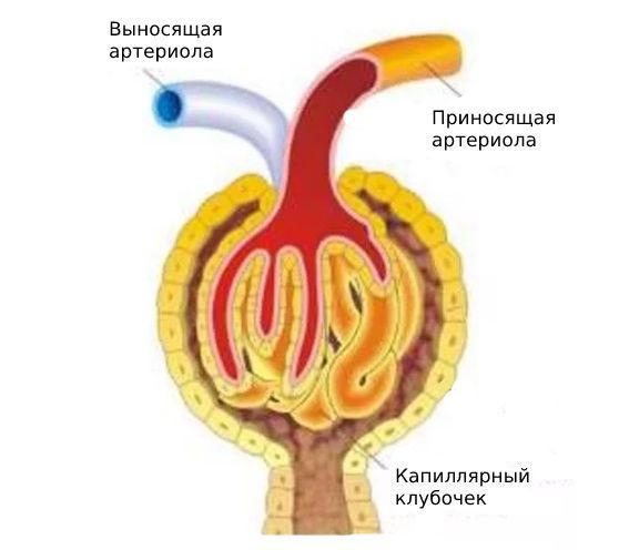 Артериолы клубочков
