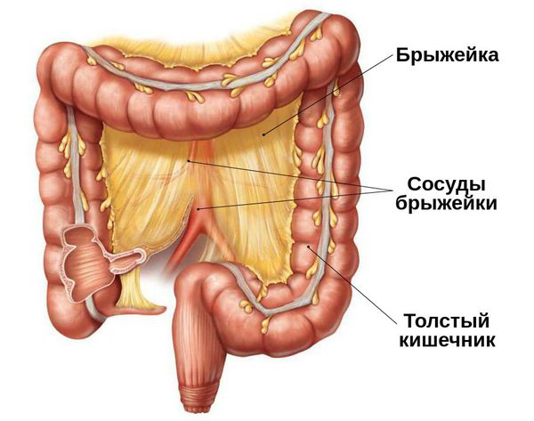 Сосуды брыжейки