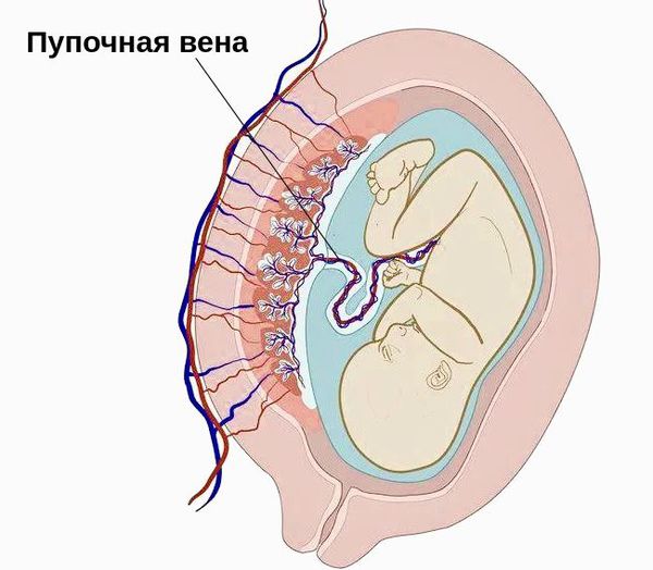 Пупочная вена