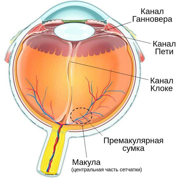 Потенциальные зоны кровоизлияния