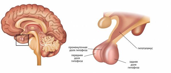 Гипофиз и гипоталамус