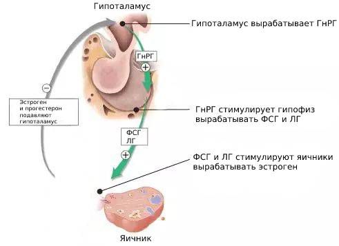 Ось гипоталамус-гипофиз-гонады
