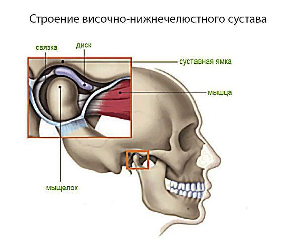 Строение височно-нижнечелюстного сустава