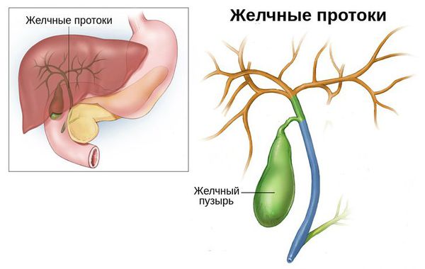 Желчные протоки