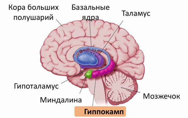 Строение головного мозга