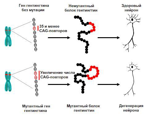 Норма и мутация гена
