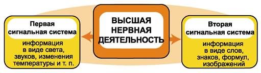 Первая и вторая сигнальная система ' data-blur='False