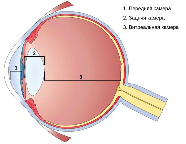 Камеры глаза