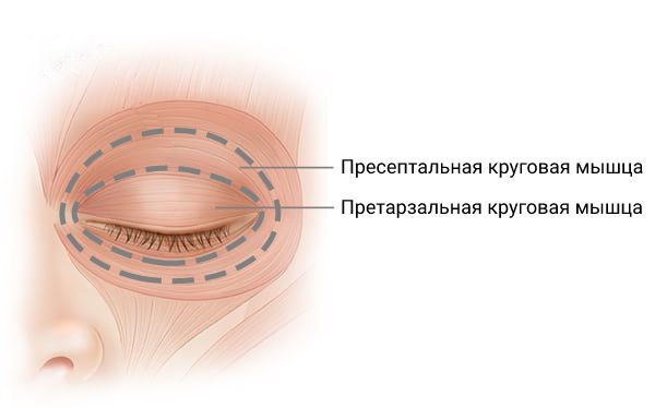 Претарзальная и пресептальная круговая мышца