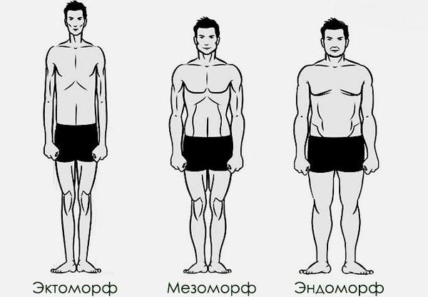 Типы телосложения