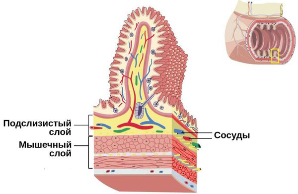 Подслизистый слой кишки
