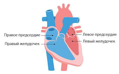 Камеры сердца
