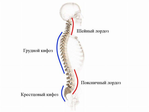 Физиологические изгибы позвоночника