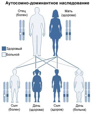 Аутосомно-доминантный тип наследования