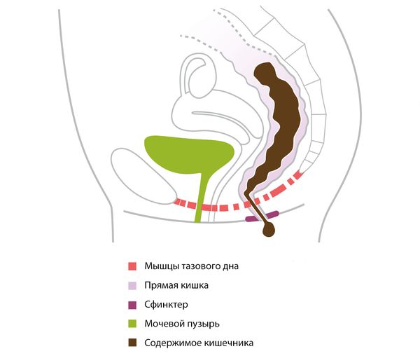 Процесс дефекации