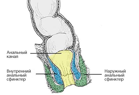 Внутренний и наружный анальный сфинктер