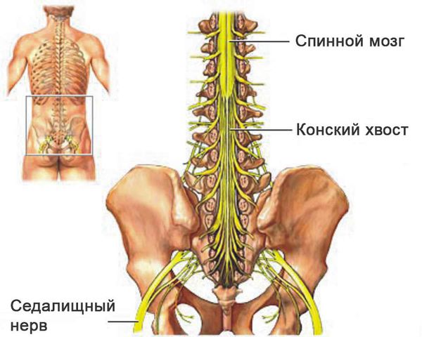 Спинной мозг и конский хвост