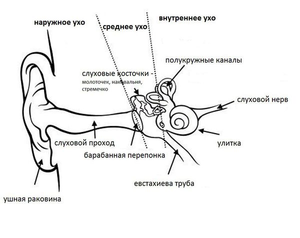 Строение уха