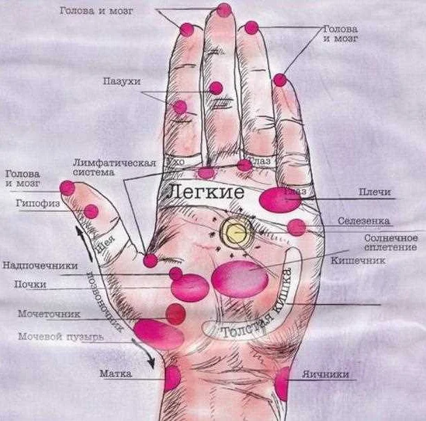 Какие органы соответствуют каждому пальцу на руке: полезная информация