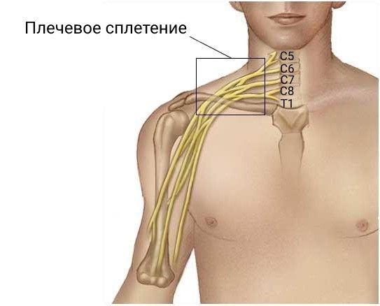 Плечевое сплетение