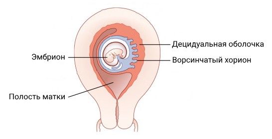 Децидуальная оболочка и хорион