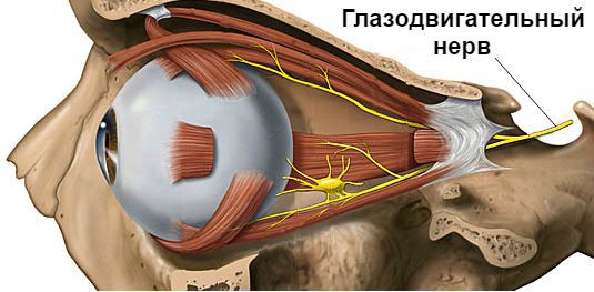 Глазодвигательный нерв