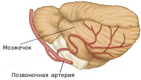 Кровоснабжение мозжечка