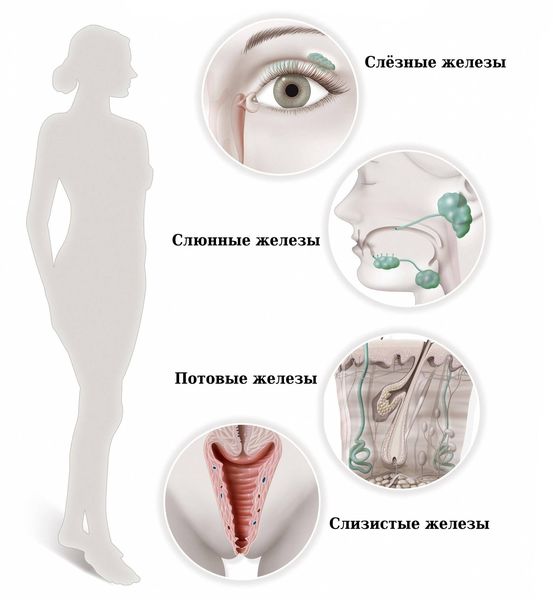Железы внешней секреции