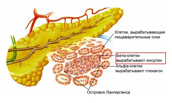 Бета-клетки поджелудочной железы, вырабатывающие инсулин' data-blur='False