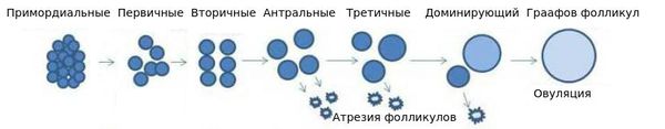 Фолликулогенез