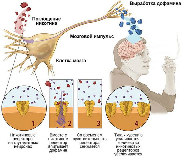Действие позитивного и негативного подкрепления